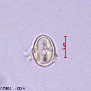 Lotus conimbricensis - lame n° 28886